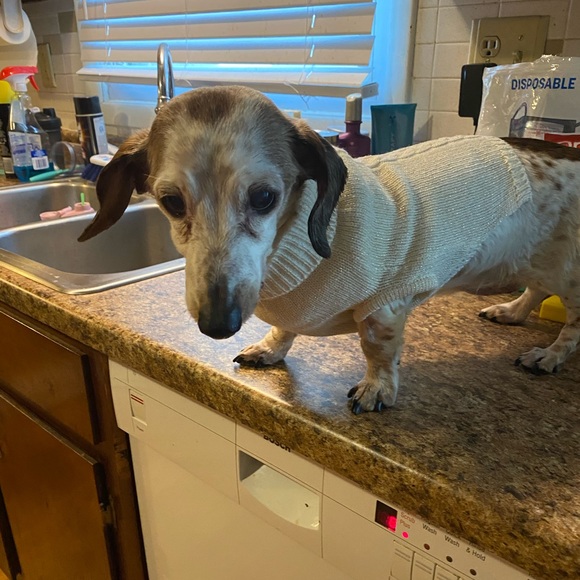 Meet your Posher, Holly - Picture 2 of 2